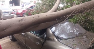 صور.. سقوط شجرة ضخمة على سيارة أمام وزارة الزراعة بالدقى بسبب الطقس السئ