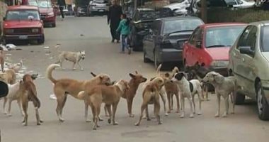 قارئ يشكو من انتشار الكلاب الضالة فى بمنطقة الطوابق فيصل