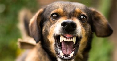 CDC تعلن تعليق استيراد الكلاب من 100 دولة بسبب فيروس.. اعرف التفاصيل