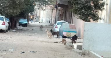 قارئ يشكو انتشار الكلاب الضالة بمنشية التحرير