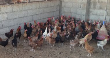 فحص 29 مزرعة دواجن ضد أنفلونزا الطيور في الوادي الجديد