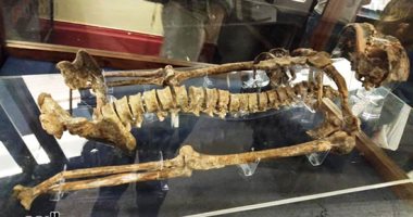 س وج.. كل ما تريد معرفته عن معرض "إعادة اكتشاف الموتى" بالمتحف المصرى؟