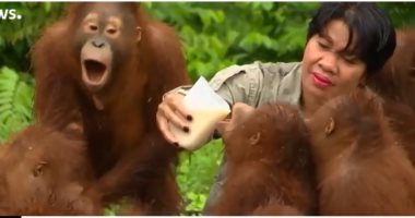 شاهد محمية بورنيو حيث يعلم البشر صغار القردة طريقة العيش فى الأدغال