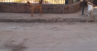 قارئ يشكو انتشار الكلاب الضالة فى شارع الأحرار بالدقى
