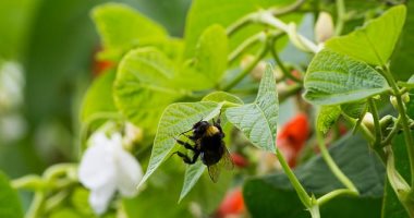 دراسة تكشف: الزهور  تستمع إلى طنين النحل وتستجيب له برحيق أكثر حلاوة