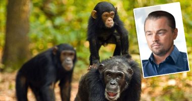 "الشمبانزى فى تنزانيا".. قضية جديدة تشغل ليوناردو دى كابريو "فيديو وصور"