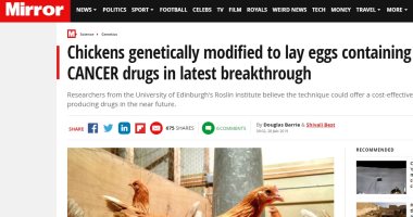 ميرور البريطانية: علماء يطورون دجاج معدل وراثياً لوضع بيض يحتوى على أدوية سرطان