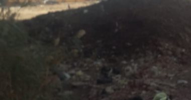 قارئ يشكو من انتشار القمامة والأوبئة بشارع الجمعية بمنيا القمح بالشرقية