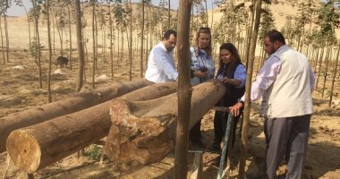 صور.. قصة إنتاج أول لوح ابلاكاج صناعة مصرية 100% من شجرة مصرية