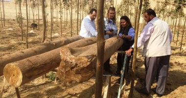  قصة إنتاج أول لوح ابلاكاج صناعة مصرية 100% من شجرة مصرية