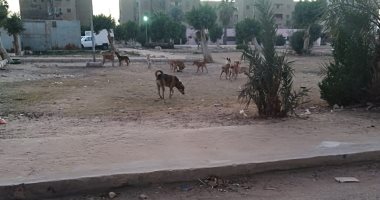 قارئ يشكو انتشار الكلاب الضالة بمدينة الفسطاط الجديدة بمصر القديمة