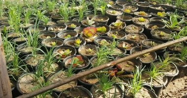 البحوث الزراعية لـ"اكسترا نيوز": المزروعات والنباتات ملف يخص كل قادة العالم