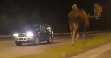 حيوان الآيل يتجول ليلا بين السيارات فى شوارع ألاسكا.. فيديو وصور