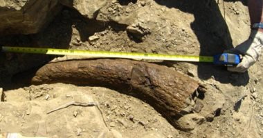  اعرف تفاصيل اكتشاف بقايا ديناصور فى مونتانا بالولايات المتحدة.. صور 