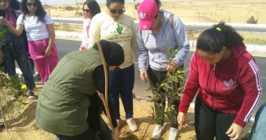 طلاب جامعة أسوان يزرعون 100 شجرة بمشاركة 200 طالب 