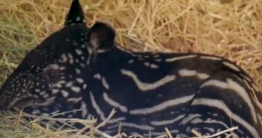شاهد.. حيوان "تابير" حديث الولادة فى حديقة حيوان أدنبرة