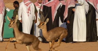السعودية نيوز | 
                                            الهيئة السعودية للسياحة تعلن ضم محمية طبيعية تساوى مساحة 11 دولة
                                        