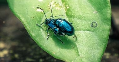 باحثون يحذرون من انخفاض أعداد الحشرات ومخاوف من انقراضها خلال قرن