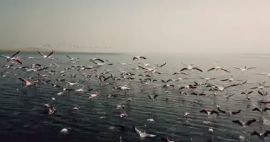 انخفاض معدلات التلوث يعيد الآلاف من طيور الفلامنجو لبحيرات الهند