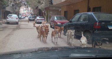 قارئ يشكو من  انتشار الكلاب الضالة بشارع المشروع بميت عقبة