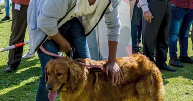 كلاب تنتظر صاحبها المريض أمام مستشفى بالبرازيل بعد دخوله العناية المركزة 