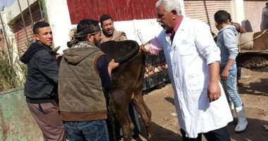 صور.. "بيطرى الإسكندرية" ينظم حملة لتطعيم الحيوانات والطيور ضد الإصابة بالديدان