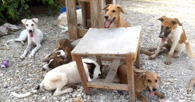 شكوى من انتشار الكلاب الضالة بقرية الطرفاية بالبدرشين
