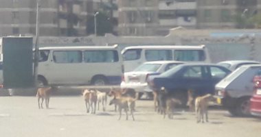 صور.. أهالى حى الزهور فى بورسعيد يشكون انتشار الكلاب الضالة 