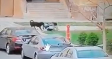 بقوة القانون.. فيديو لأمن مدينتي يصادر الكلاب الشرسة بعد واقعة الطفل محمد إيهاب