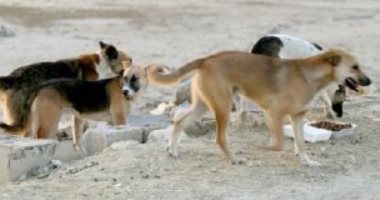قارئ يشكو انتشار الكلاب الضالة بمنطقة الخلفاوى بشبرا