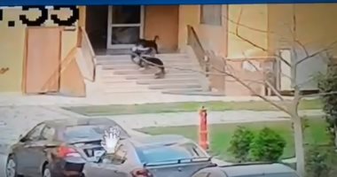 فيديو تسليم كلبى "القاهرة الجديدة" لقسم التجمع الأول بعد قرار النائب العام