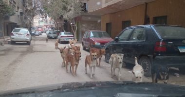 شكوى من انتشار الكلاب الضالة بشارع حسين مهران بمنطقة إمبابة