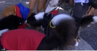 شاهد.. "الكلاب الخارقون" فى مهرجان ريو دى جانيرو الاستعراضى
