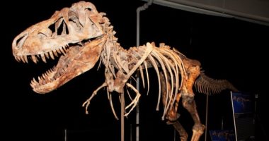اكتشاف حفريات نادرة لديناصورات عمرها 70 مليون عام شرقى الصين