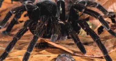 علماء يلتقطون صورا مرعبة لعنكبوت ضخم يأكل "فأر جرابى وضفدع"