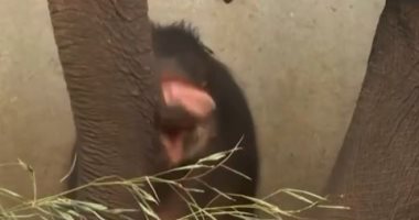 شاهد.. أنثى الفيل الآسيوى تضع مولودها "دغفل" فى حديقة حيوانات بلجيكا
