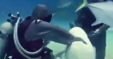 فيديو وصور.. لماذا تطلب أسماك القرش النجدة من الغواصين؟ اعرف السبب
