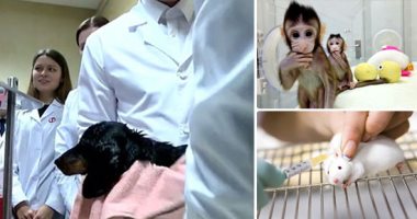 جامعة القاهرة تنظم ورشة عمل عن أخلاقيات استخدام حيوانات التجارب