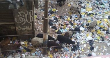 صور..انتشار القمامة خلف الاستاد الرياضى فى مدينة نجع حمادى بقنا   