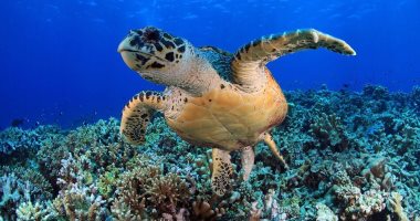 حماية الحياة البحرية.. طريقة مبتكرة فى التصدى للتغير المناخى