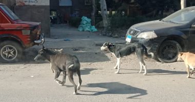 صور.. الكلاب الضالة تعرض أرواح سكان مدينة نصر للخطر