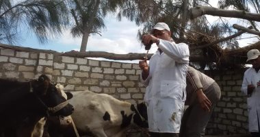 بيطرى بورسعيد: تحصين الماشية ضد الحمى القلاعية حتى منتصف مارس ..صور