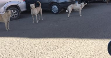 شكوى من انتشار الكلاب الضالة بشارع المطار بمنطقة إمبابة 