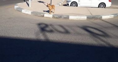 شكوى من انتشار الكلاب الضالة بشوارع شرم الشيخ