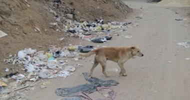 شكوى من انتشار الكلاب الضالة بمنطقة الخمسين جسر السويس تسبب الذعر للأهالى