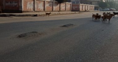 شكوى من انتشار الكلاب الضالة بالحى السابع مدينة نصر