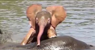 شاهد.. إنقاذ فيلة علقت فى المياه الموحلة بكينيا
