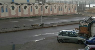 شكوى من انتشار الكلاب الضالة بشوارع مدينة رأس البر