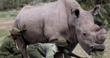 فى الذكرى الأولى لرحيله.. سودان آخر ذكر من سلالة وحيد القرن الأبيض.. فيديو