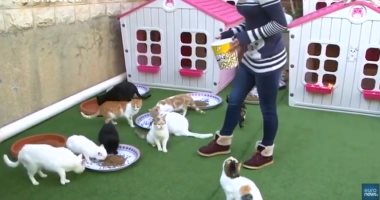 مبادرة سعودية توفر بيوتا لإيواء قطط وكلاب الشوارع